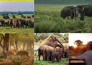 Minneriya National Park