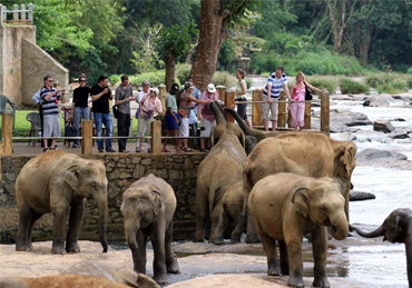 Pinnawala Elephant Orphanage