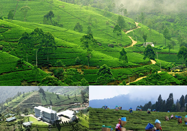 Tea Plantation & Factory