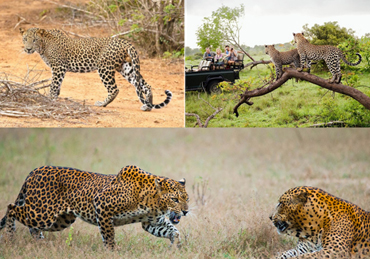 Yala National Park